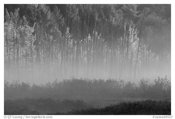 Earning morning fog and forest in autumn. Maine, USA (black and white)