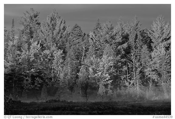 Forest with low layer of fog, morning autumn. Maine, USA (black and white)