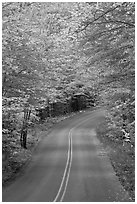 Road near entrance of Baxter State Park, autumn. Baxter State Park, Maine, USA (black and white)