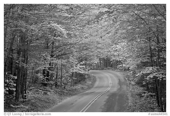 Fall foliage and road near entrance of Baxter State Park. Baxter State Park, Maine, USA (black and white)