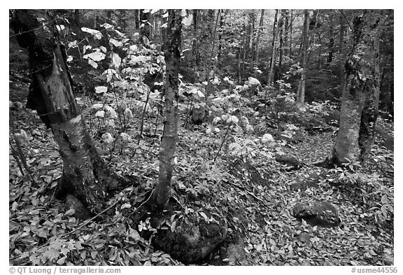 Forest and undergrowth in autumn. Baxter State Park, Maine, USA (black and white)