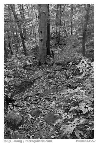 Trail in autumn forest. Baxter State Park, Maine, USA (black and white)