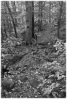 Trail in autumn forest. Baxter State Park, Maine, USA (black and white)