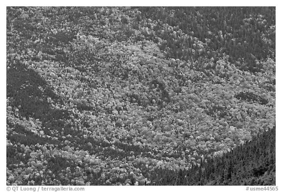 Katahdin mountain slopes colored with fall foliage. Baxter State Park, Maine, USA (black and white)