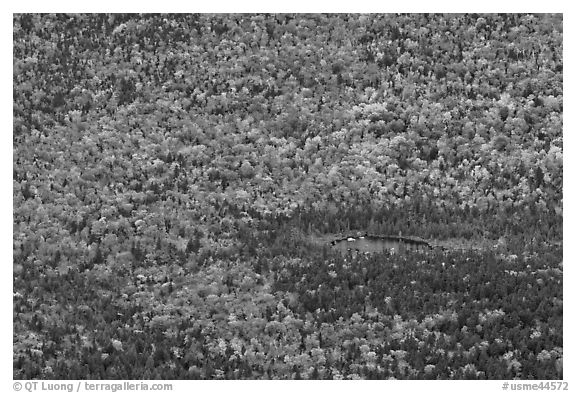 Aerial view of pond and trees in fall foliage. Baxter State Park, Maine, USA (black and white)