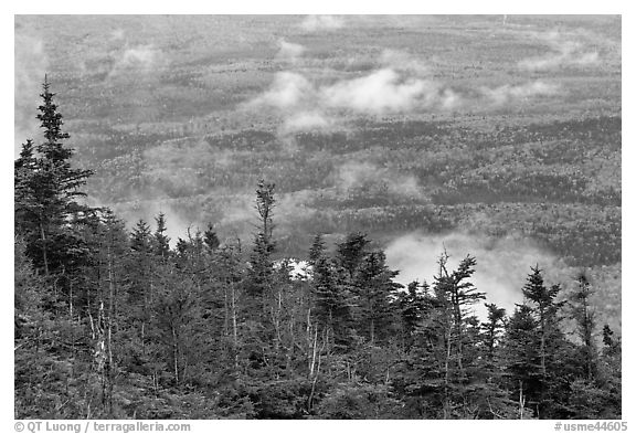 Ridge of conifers, with mixed forest and clouds below. Baxter State Park, Maine, USA (black and white)