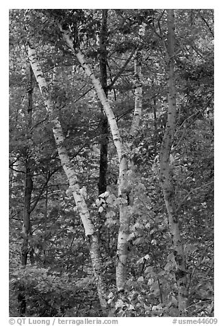 Curving tree trunks and fall foliage. Maine, USA (black and white)