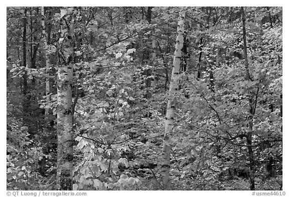Autumn forest scene. Maine, USA (black and white)
