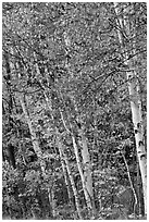 Birch trees in autumn. Baxter State Park, Maine, USA ( black and white)