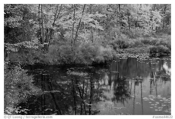 Pond surrounded by trees in fall colors. Maine, USA (black and white)