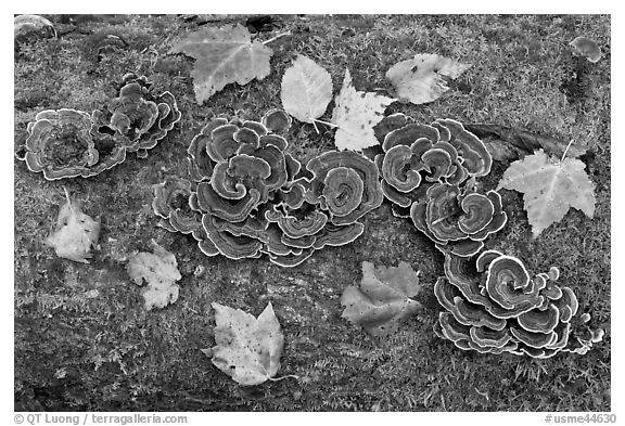Mushrooms, fallen leaves, and moss. Allagash Wilderness Waterway, Maine, USA (black and white)