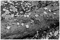 Mushrooms growing on moss-covered log in autumn. Allagash Wilderness Waterway, Maine, USA ( black and white)