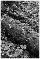 Moss-covered log in the fall. Allagash Wilderness Waterway, Maine, USA ( black and white)