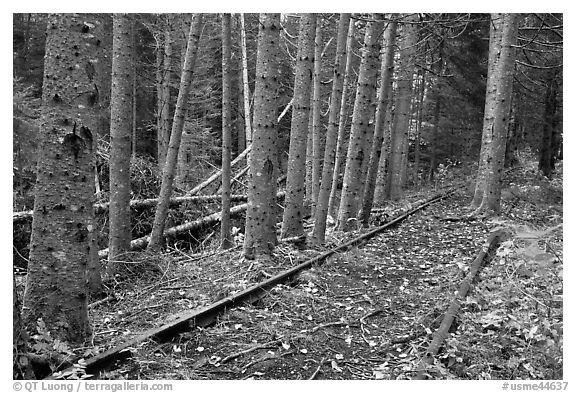 Eagle Lake and West Branch railroad tracks. Allagash Wilderness Waterway, Maine, USA (black and white)