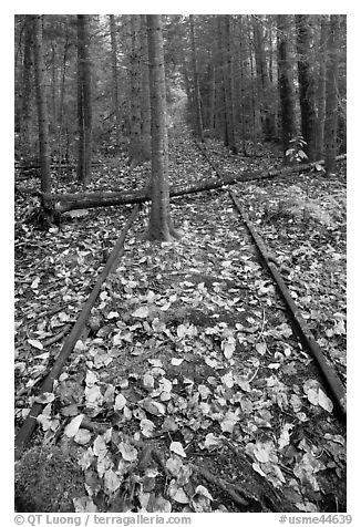 Abandonned railway tracks. Allagash Wilderness Waterway, Maine, USA (black and white)