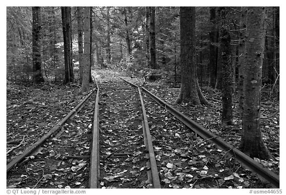 Forest with railroad tracks from bygone logging area. Allagash Wilderness Waterway, Maine, USA (black and white)
