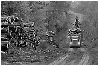 Log truck loaded on forestry road. Maine, USA (black and white)