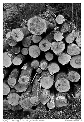 Felled tree trunks. Maine, USA
