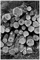 Felled tree trunks. Maine, USA (black and white)
