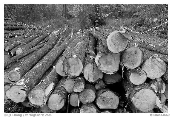 Harvested trees. Maine, USA (black and white)