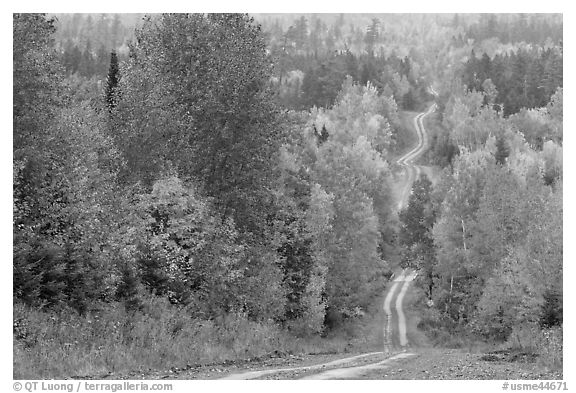 Dirt road through autumn forest. Maine, USA (black and white)