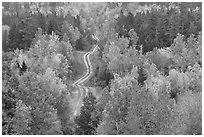 Northern forest in fall with narrow unimproved road. Maine, USA ( black and white)