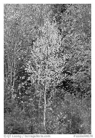 Young trees in fall foliage. Maine, USA (black and white)
