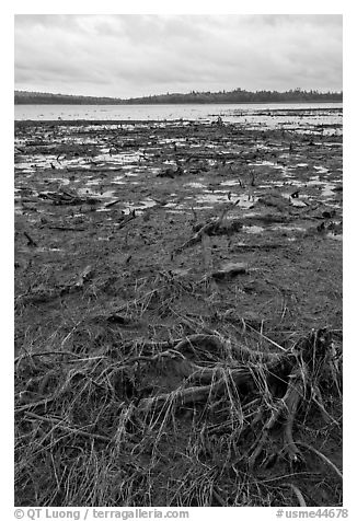 Dead trees and grasses on shores of Round Pond. Allagash Wilderness Waterway, Maine, USA (black and white)