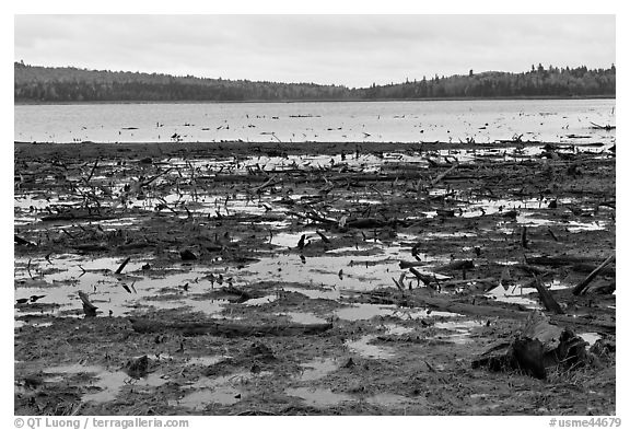 Dead trees and stumps, Round Pond. Allagash Wilderness Waterway, Maine, USA (black and white)