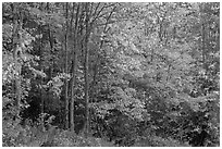 North woods trees with dark trunks in autumn foliage. Allagash Wilderness Waterway, Maine, USA ( black and white)