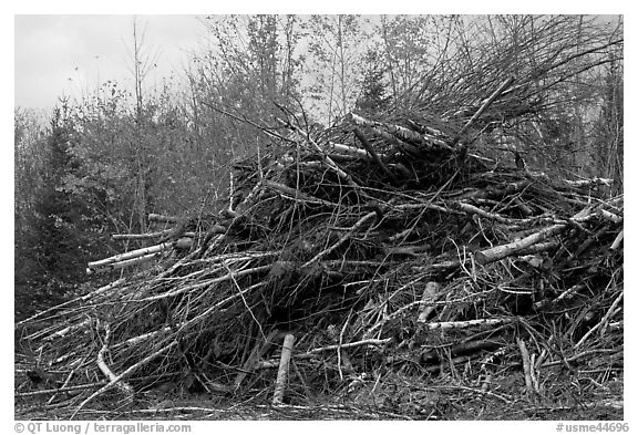 Pile of cut branches. Maine, USA (black and white)