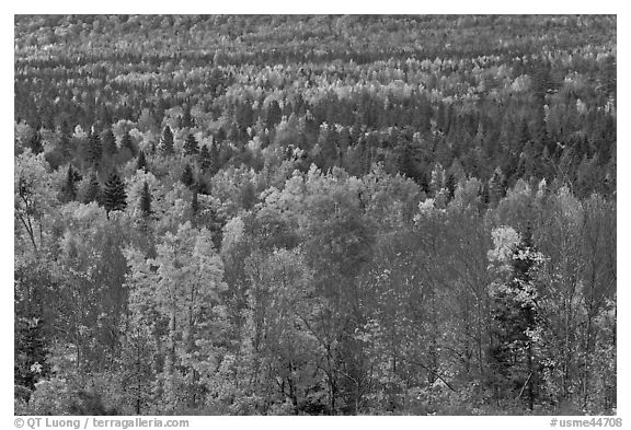Septentrional woods in autumn. Maine, USA (black and white)
