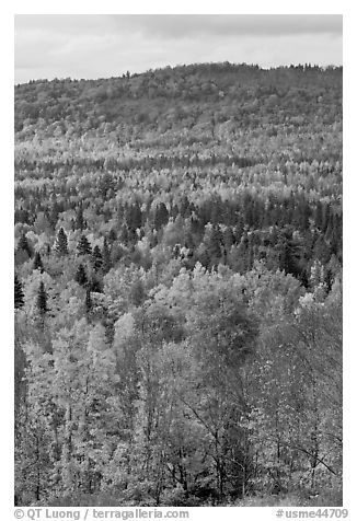 Northwoods landscape in autumn. Maine, USA (black and white)
