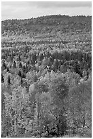Northwoods landscape in autumn. Maine, USA (black and white)
