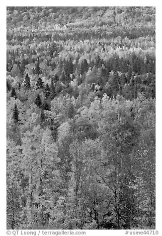 Septentrional forest in the fall. Maine, USA (black and white)