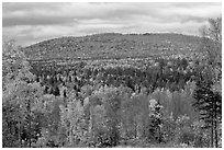 Northern forest landscape in autumn. Maine, USA ( black and white)