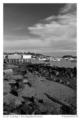 Lobster fishing fleet in harbor. Corea, Maine, USA (black and white)