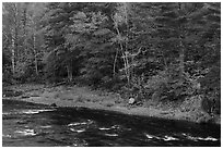 Trees in fall foliage on riverbank of East Branch Penobscot River. Katahdin Woods and Waters National Monument, Maine, USA ( black and white)