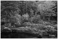 Rocks and trees in fall foliage, along East Branch Penobscot River. Katahdin Woods and Waters National Monument, Maine, USA ( black and white)