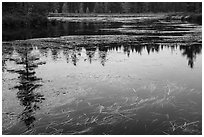 Beaver pond, Sandbank Stream. Katahdin Woods and Waters National Monument, Maine, USA ( black and white)