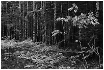 Ferns and forest on glacial esker. Katahdin Woods and Waters National Monument, Maine, USA ( black and white)