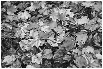 Tapestry of colorful fallen leaves. Katahdin Woods and Waters National Monument, Maine, USA ( black and white)