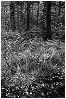 Pond, ferms and hardwood forest. Katahdin Woods and Waters National Monument, Maine, USA ( black and white)