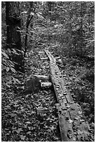 Boardwalk. Katahdin Woods and Waters National Monument, Maine, USA ( black and white)