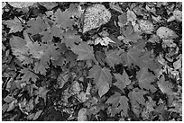 Close-up of autumn leaves. Katahdin Woods and Waters National Monument, Maine, USA ( black and white)