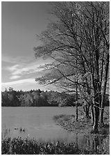 Lake with red maple in fall colors, Hiawatha National Forest. Upper Michigan Peninsula, USA (black and white)