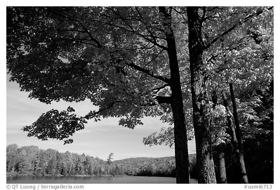 Tree and lake, Hiawatha National Forest. Upper Michigan Peninsula, USA (black and white)