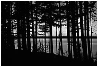 Lake Superior seen through dense trees at sunset,  Pictured Rocks National Lakeshore. Upper Michigan Peninsula, USA (black and white)