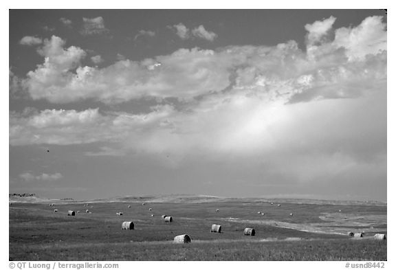 Field of grasses with hay rolls and big sky. North Dakota, USA