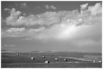 Field of grasses with hay rolls and big sky. North Dakota, USA ( black and white)